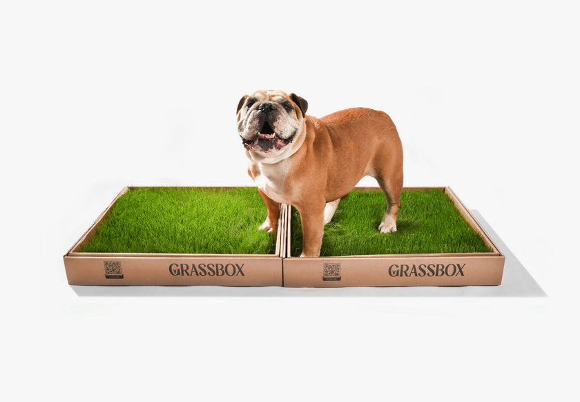 GrassBox