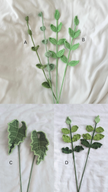 Greenery