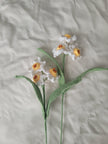 Daffodils