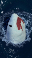 Daddy Shark Bath Bomb