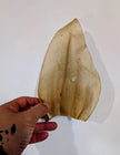 Oreilles de Bœuf Naturelles