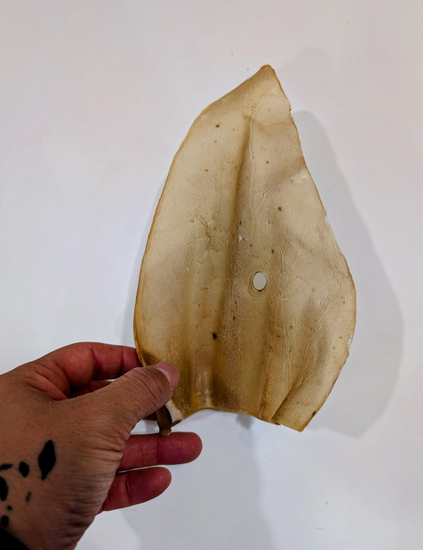 Oreilles de Bœuf Naturelles