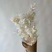 Ruscus blanc