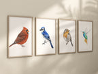 Blue Jay Bird Art Print