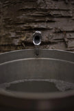 Sirop de bouleau
