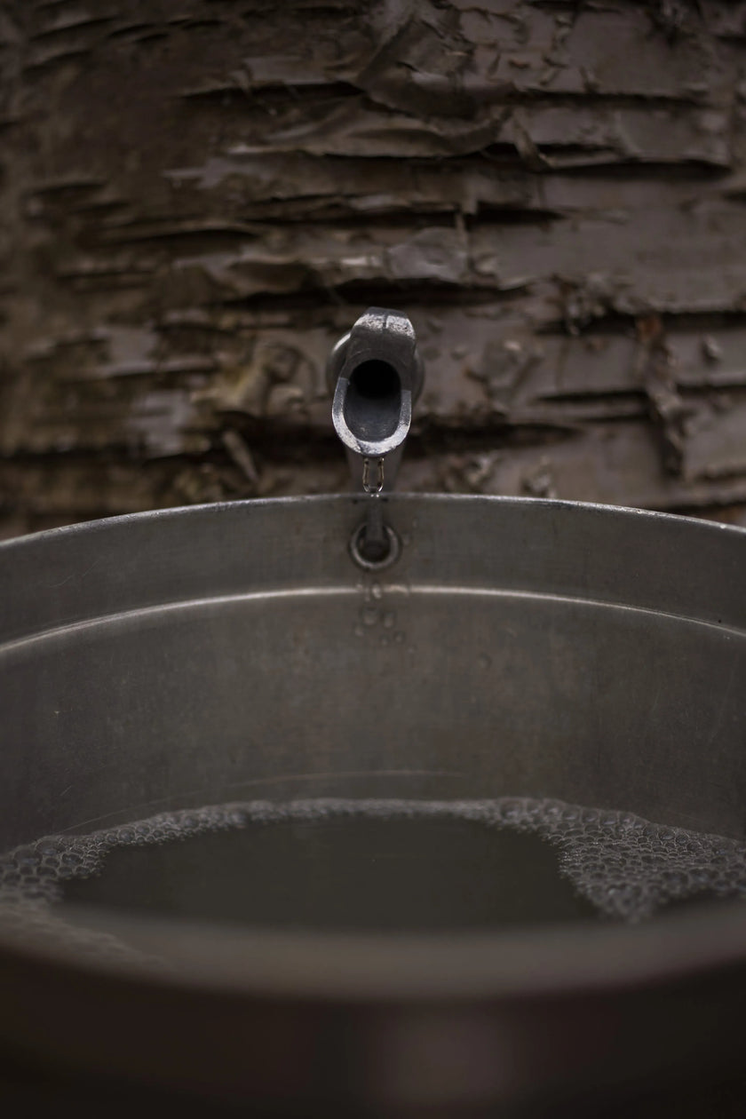 Sirop de bouleau
