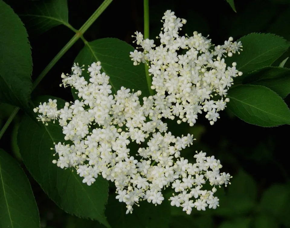 Gelée de sureau