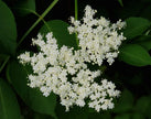 Sirop de fleurs de sureau