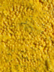 Smak Dab White Wine Herb Mustard