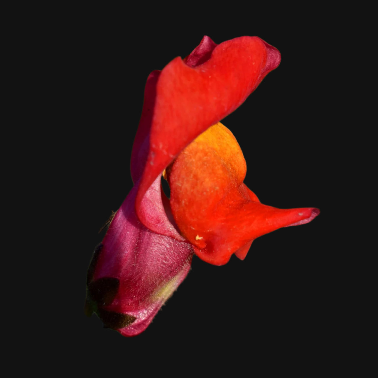 Snapdragon Mix