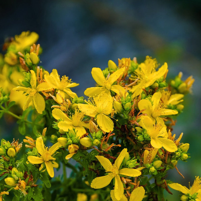 The Plant Medicine Collection