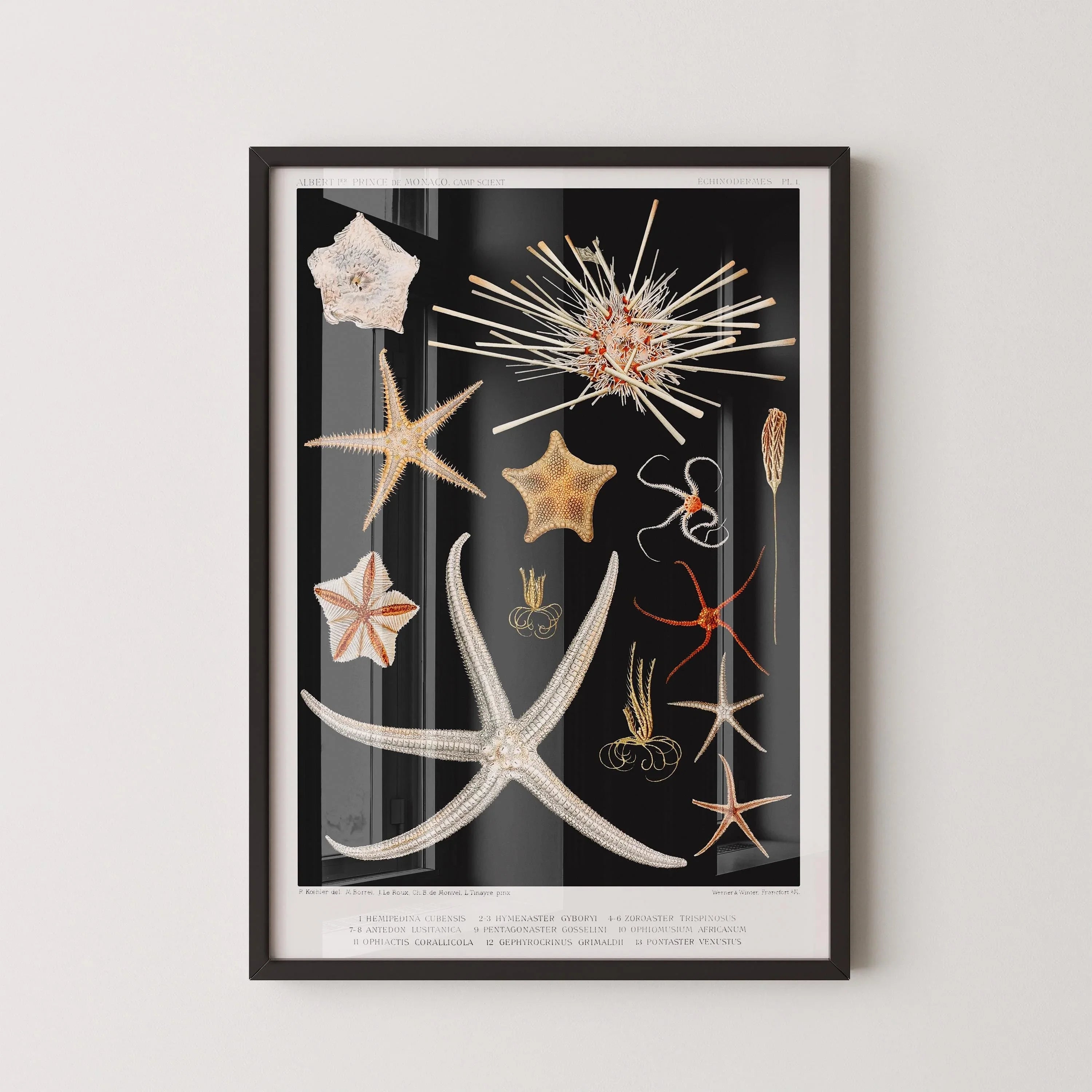 Starfish Print: Vintage Marine Life Sketch Art (Handframed or Unframed)