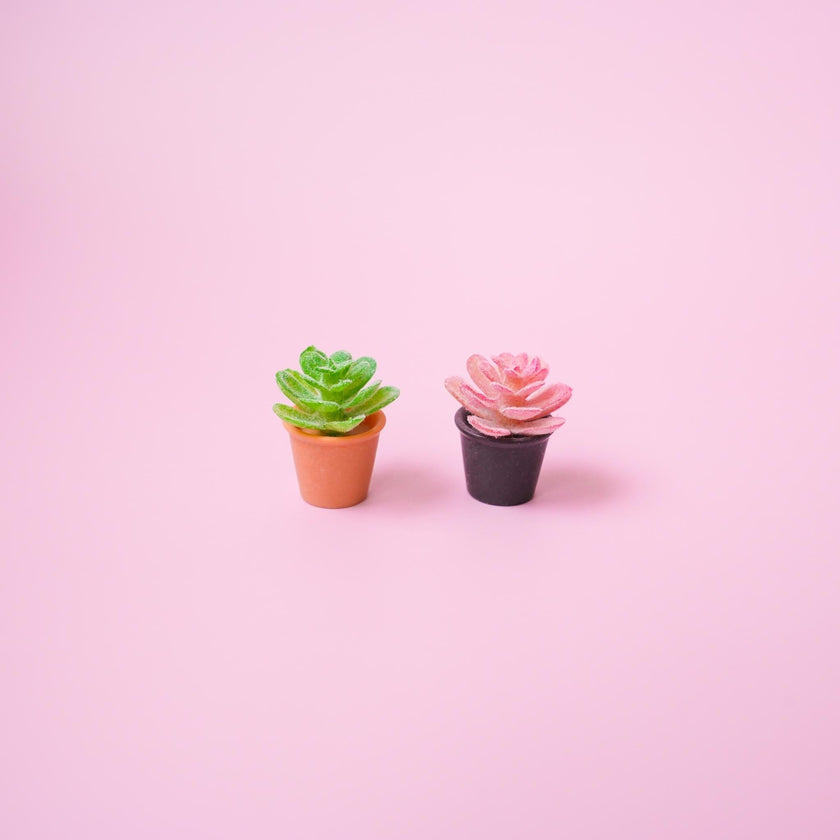 Succulent Plant Magnet