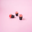 Succulent Plant Magnet