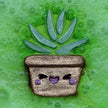 Succulent Plant