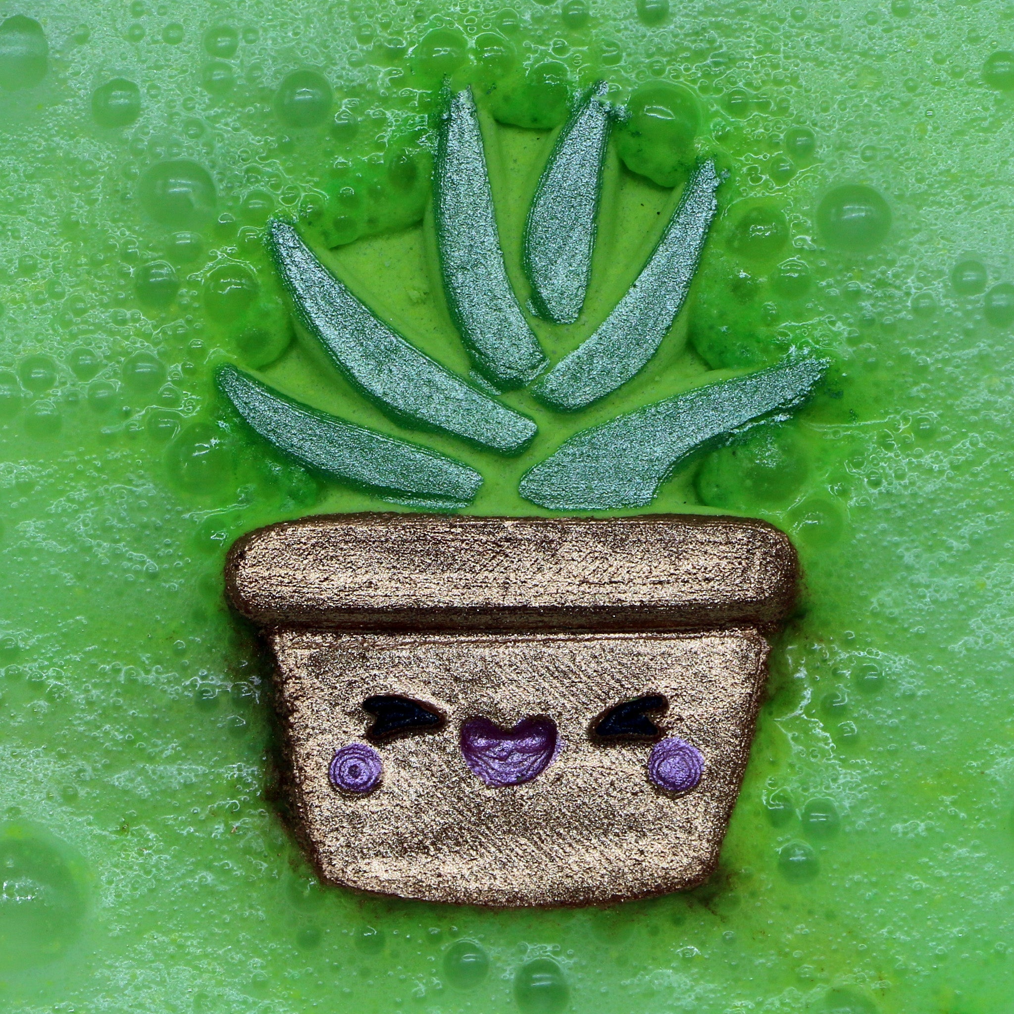 Succulent Plant