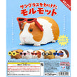 Sunglasses Guinea Pig Blind Box