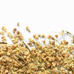 Sureau, fleur