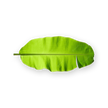 Fresh Banana Leaf
