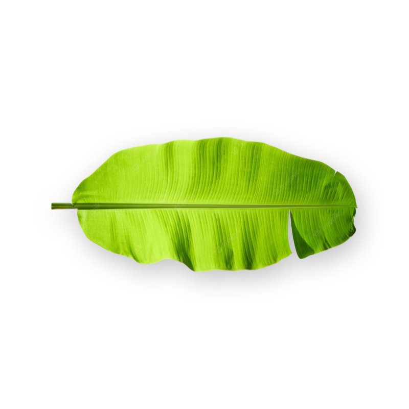 Fresh Banana Leaf