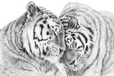 Amur Tigers - wildlife art print - collaboration with  La Fondation du Zoo de Granby