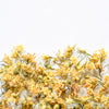 Tilleul, fleur