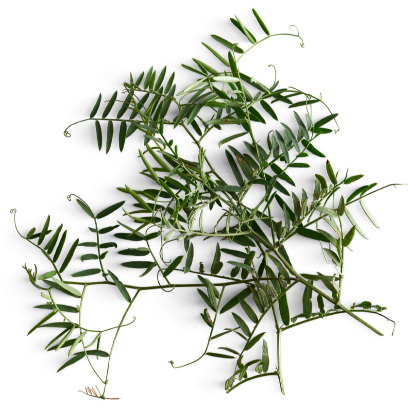 Tisane Inuit  - Boîte découverte en bois