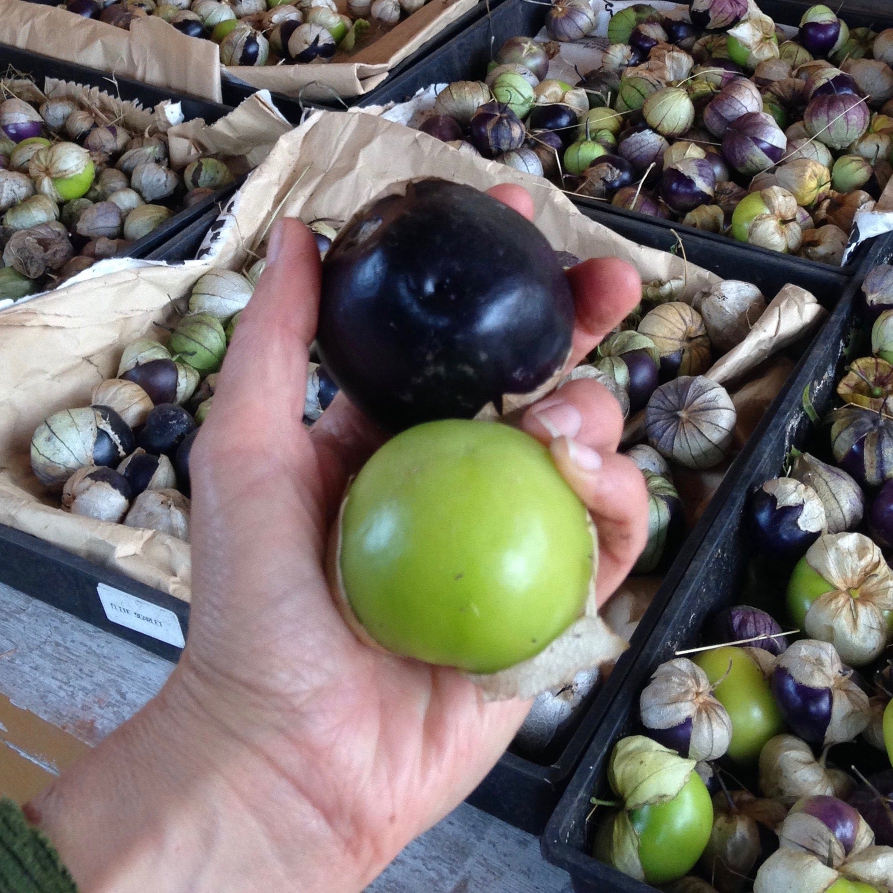 Tomatillo Mix