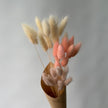 Trio de lagurus rosés