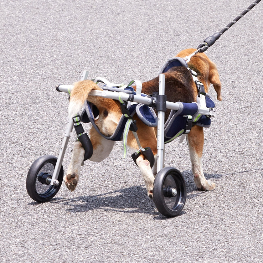 VEVOR 2 Wheels Dog Wheelchair for Back Legs, Pet Wheelchair Lightweight & Adjustable Assisting in Healing,  Dog Cart/Wheelchair for Injured, Disabled, Paralysis, Hind Limb Weak Pet(S)