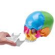 VEVOR Human Skull Model, 22 Parts Human Skull Anatomy, Life-Size Painted Anatomy Skull Model, PVC Anatomical Skull, Detachable Learning Skull Model, for Professional Teaching, Researching and Learning