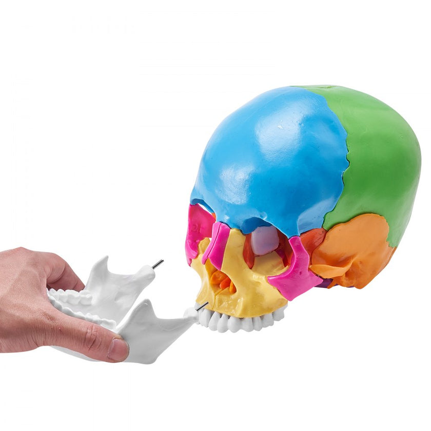 VEVOR Human Skull Model, 22 Parts Human Skull Anatomy, Life-Size Painted Anatomy Skull Model, PVC Anatomical Skull, Detachable Learning Skull Model, for Professional Teaching, Researching and Learning