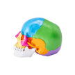 VEVOR Human Skull Model, 22 Parts Human Skull Anatomy, Life-Size Painted Anatomy Skull Model, PVC Anatomical Skull, Detachable Learning Skull Model, for Professional Teaching, Researching and Learning