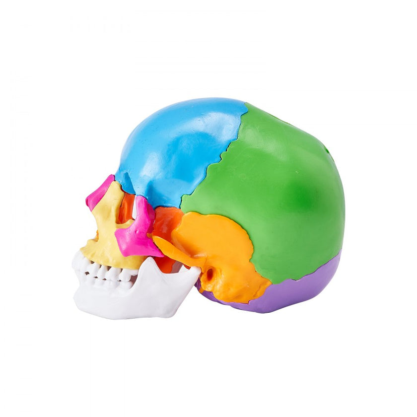 VEVOR Human Skull Model, 22 Parts Human Skull Anatomy, Life-Size Painted Anatomy Skull Model, PVC Anatomical Skull, Detachable Learning Skull Model, for Professional Teaching, Researching and Learning