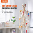VEVOR Human Skeleton Model for Anatomy, 71.65