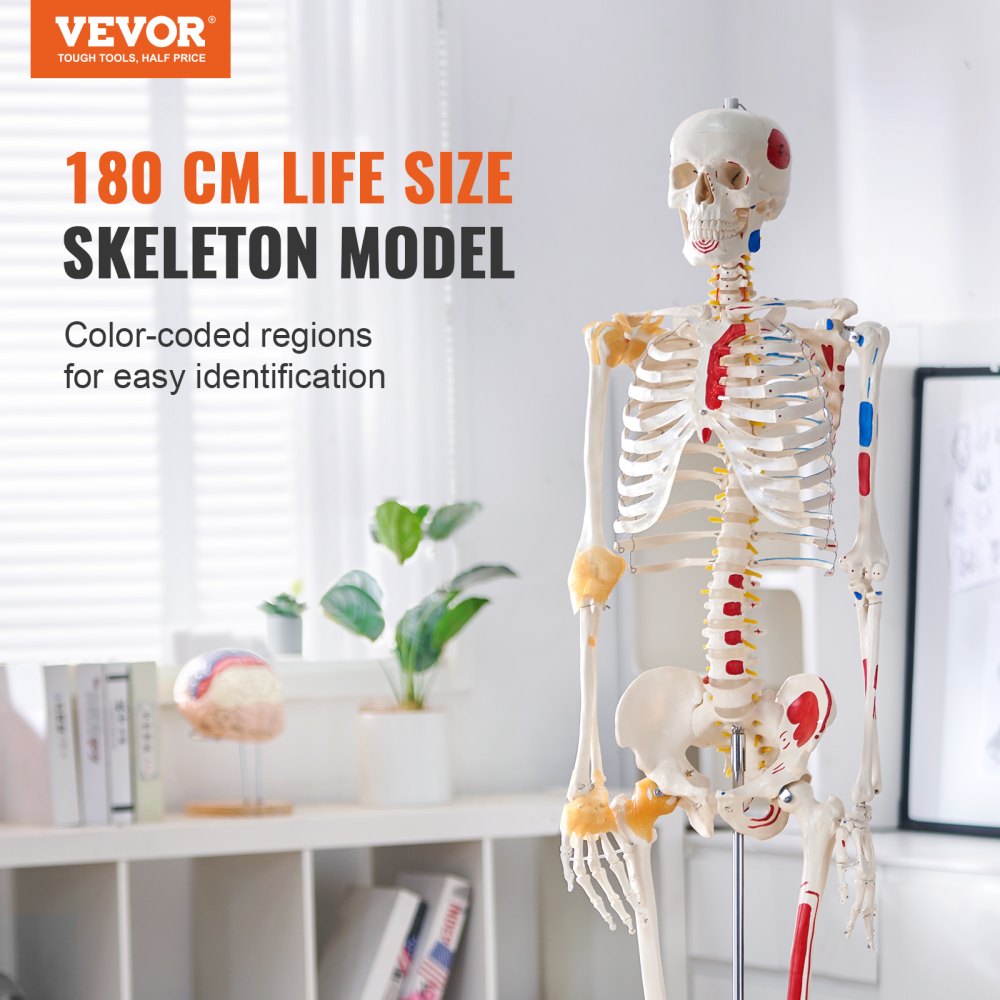 VEVOR Human Skeleton Model for Anatomy, 71.65