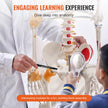 VEVOR Human Skeleton Model for Anatomy, 71.65