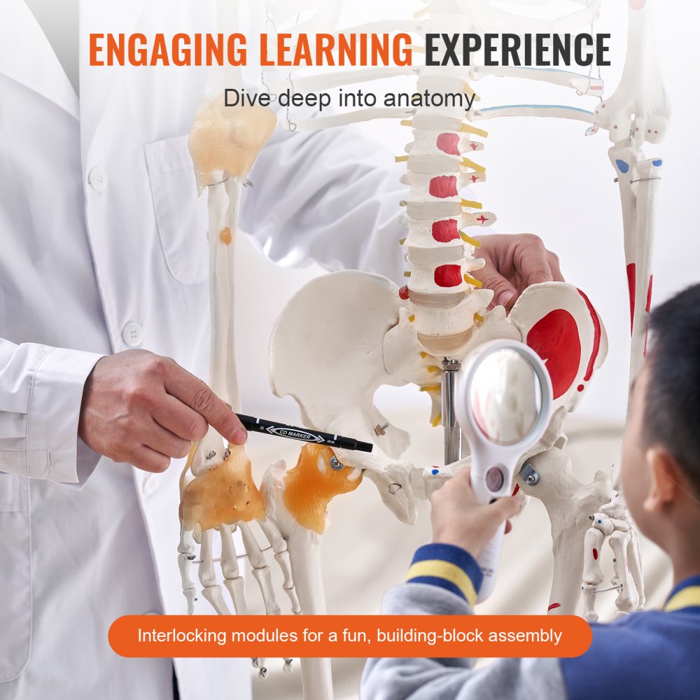 VEVOR Human Skeleton Model for Anatomy, 71.65