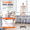 VEVOR Human Skeleton Model for Anatomy, 71.65