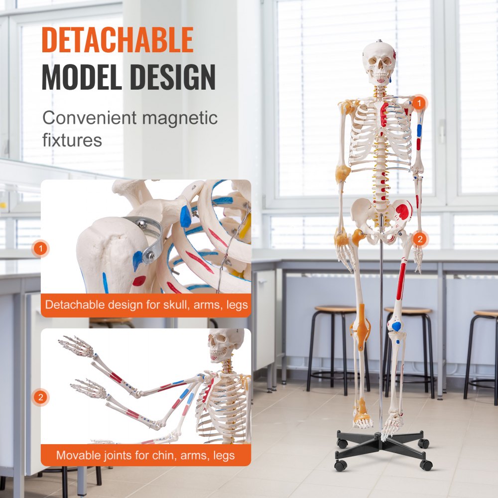 VEVOR Human Skeleton Model for Anatomy, 71.65