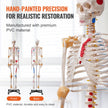 VEVOR Human Skeleton Model for Anatomy, 71.65