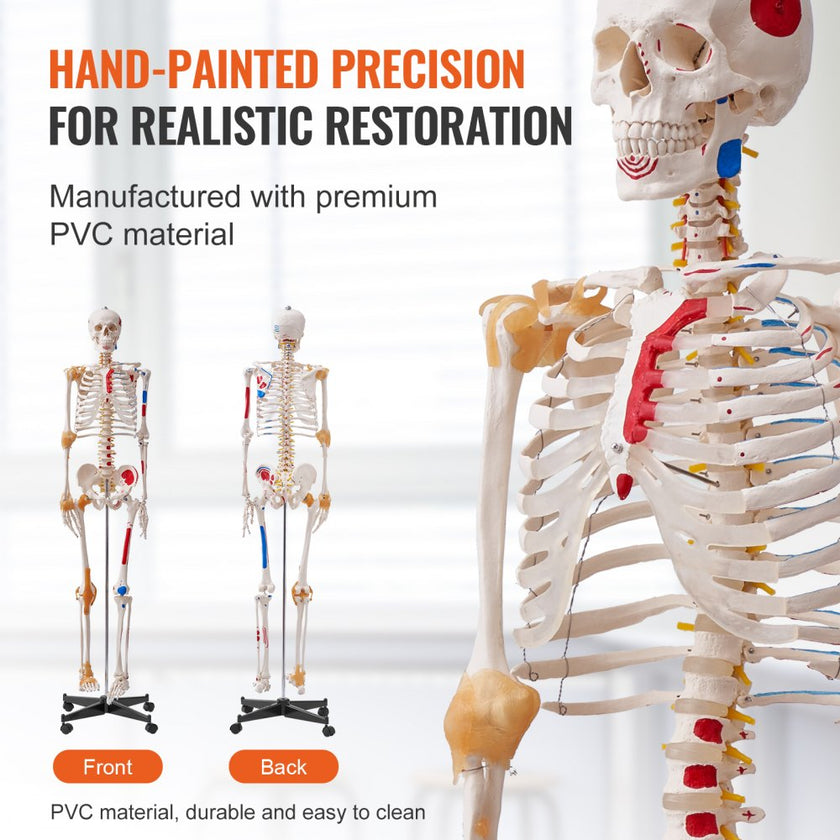 VEVOR Human Skeleton Model for Anatomy, 71.65