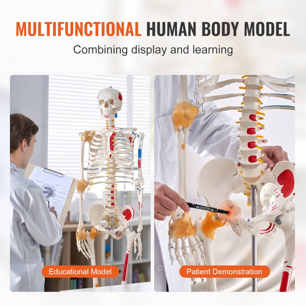 VEVOR Human Skeleton Model for Anatomy, 71.65