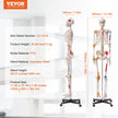 VEVOR Human Skeleton Model for Anatomy, 71.65
