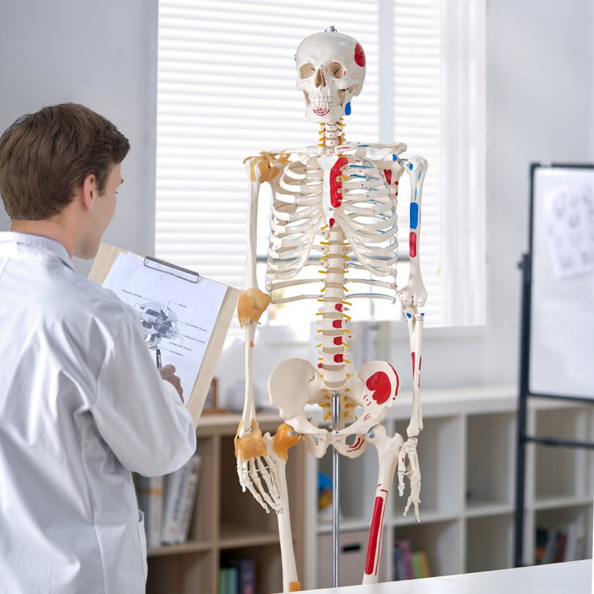 VEVOR Human Skeleton Model for Anatomy, 71.65