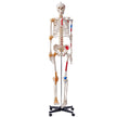 VEVOR Human Skeleton Model for Anatomy, 71.65