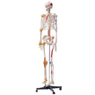 VEVOR Human Skeleton Model for Anatomy, 71.65