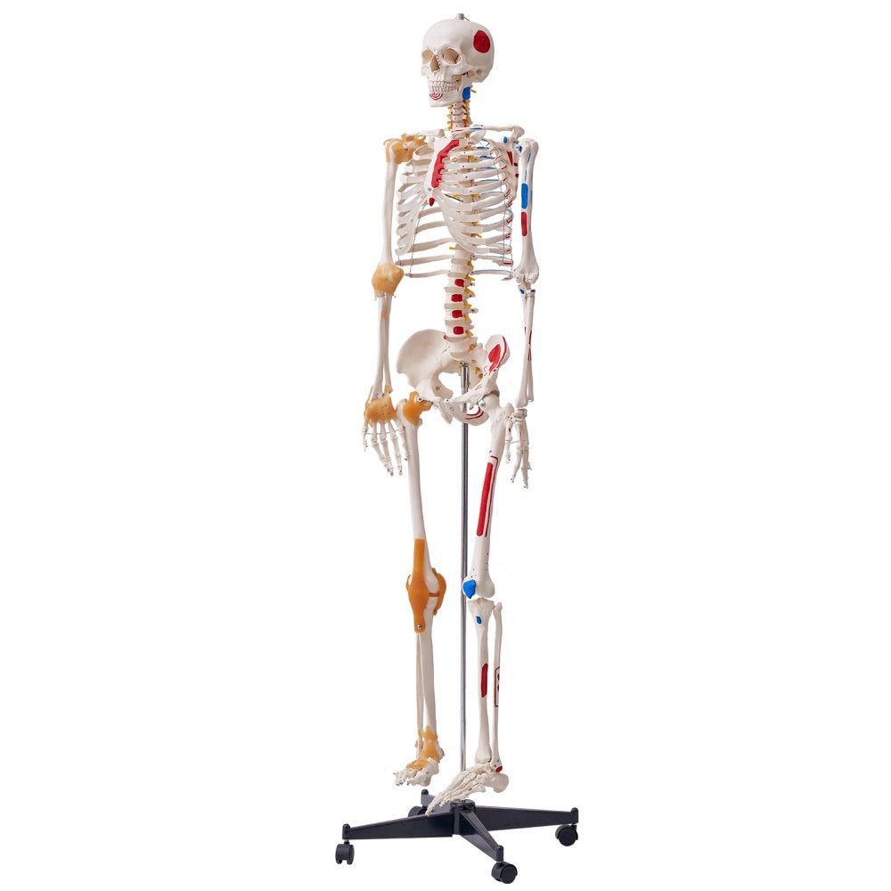 VEVOR Human Skeleton Model for Anatomy, 71.65