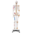 VEVOR Human Skeleton Model for Anatomy, 71.65