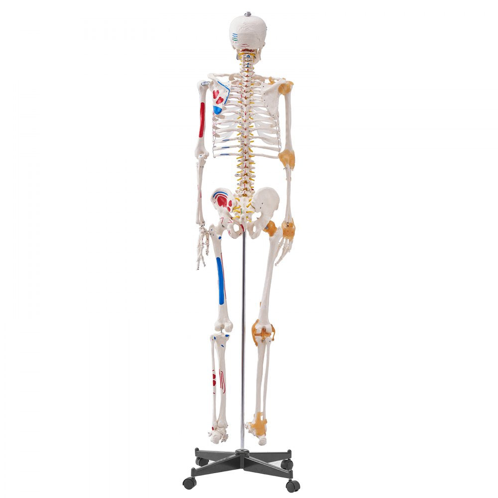 VEVOR Human Skeleton Model for Anatomy, 71.65